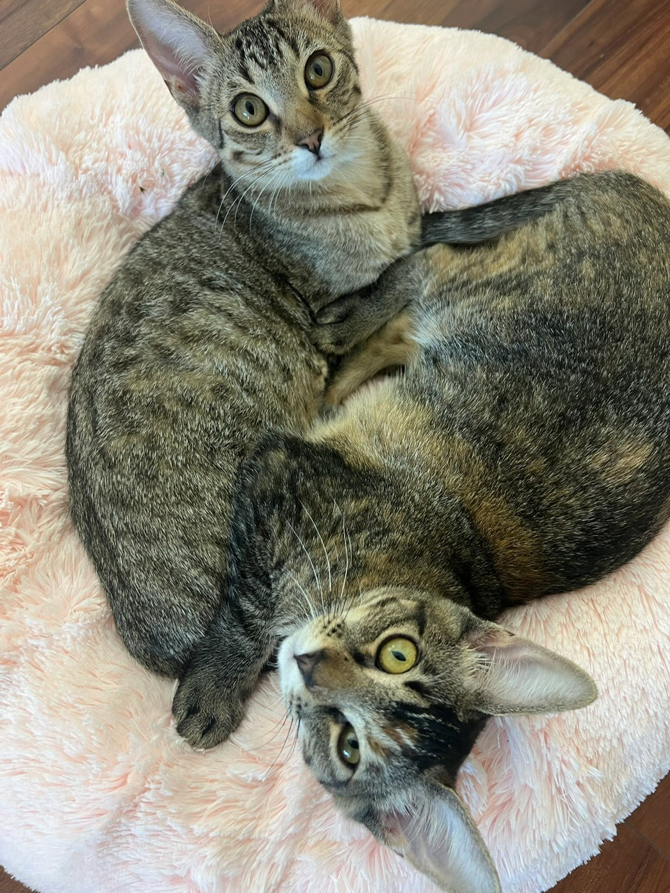 Mango (& Tango), photo 2
