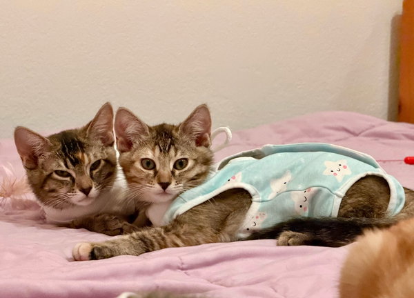 Tango (& Mango)