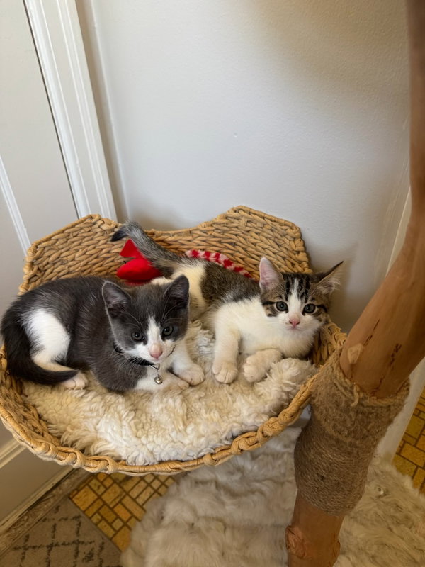 Tofu (& Tuna)