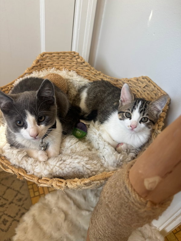 Tuna (& Tofu)