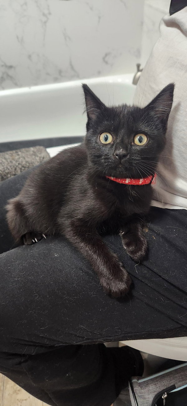 Kunai (& Mochi)