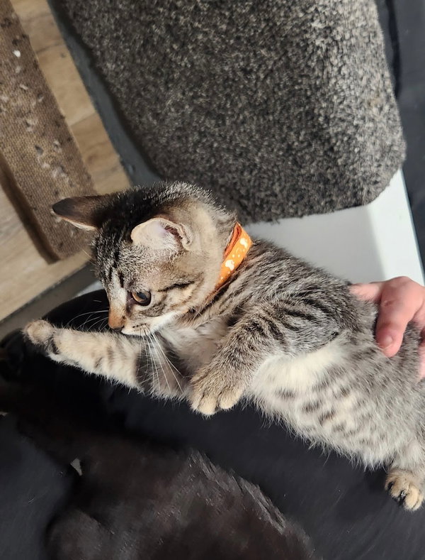 Mochi (& Kunai)