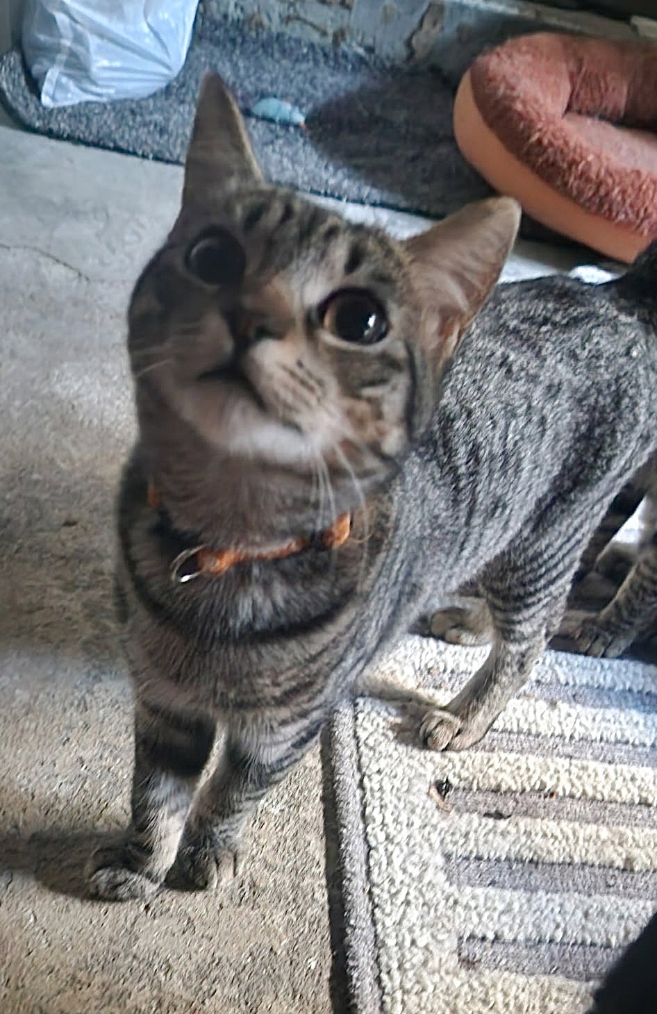 Mochi (& Kunai)