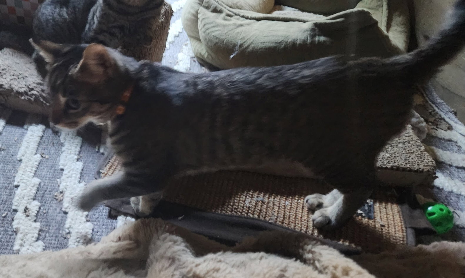 Mochi (& Kunai), photo 3