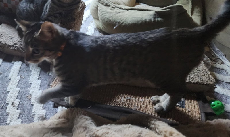 Mochi, photo 3