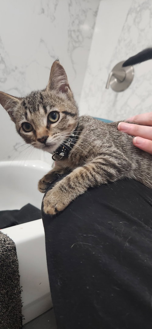 picture of the cat needing adoption