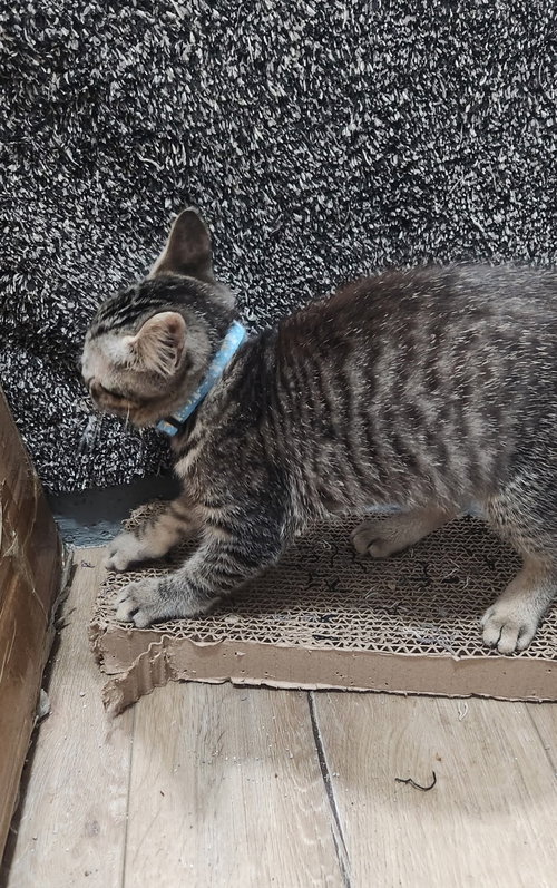 picture of the cat needing adoption