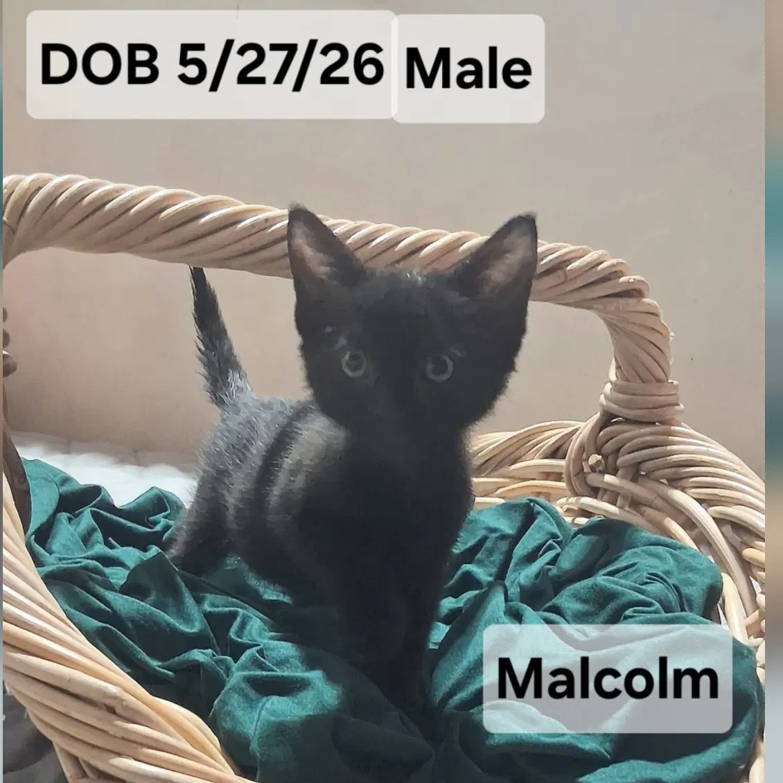 Malcolm  Ellie - Domestic Short Hair