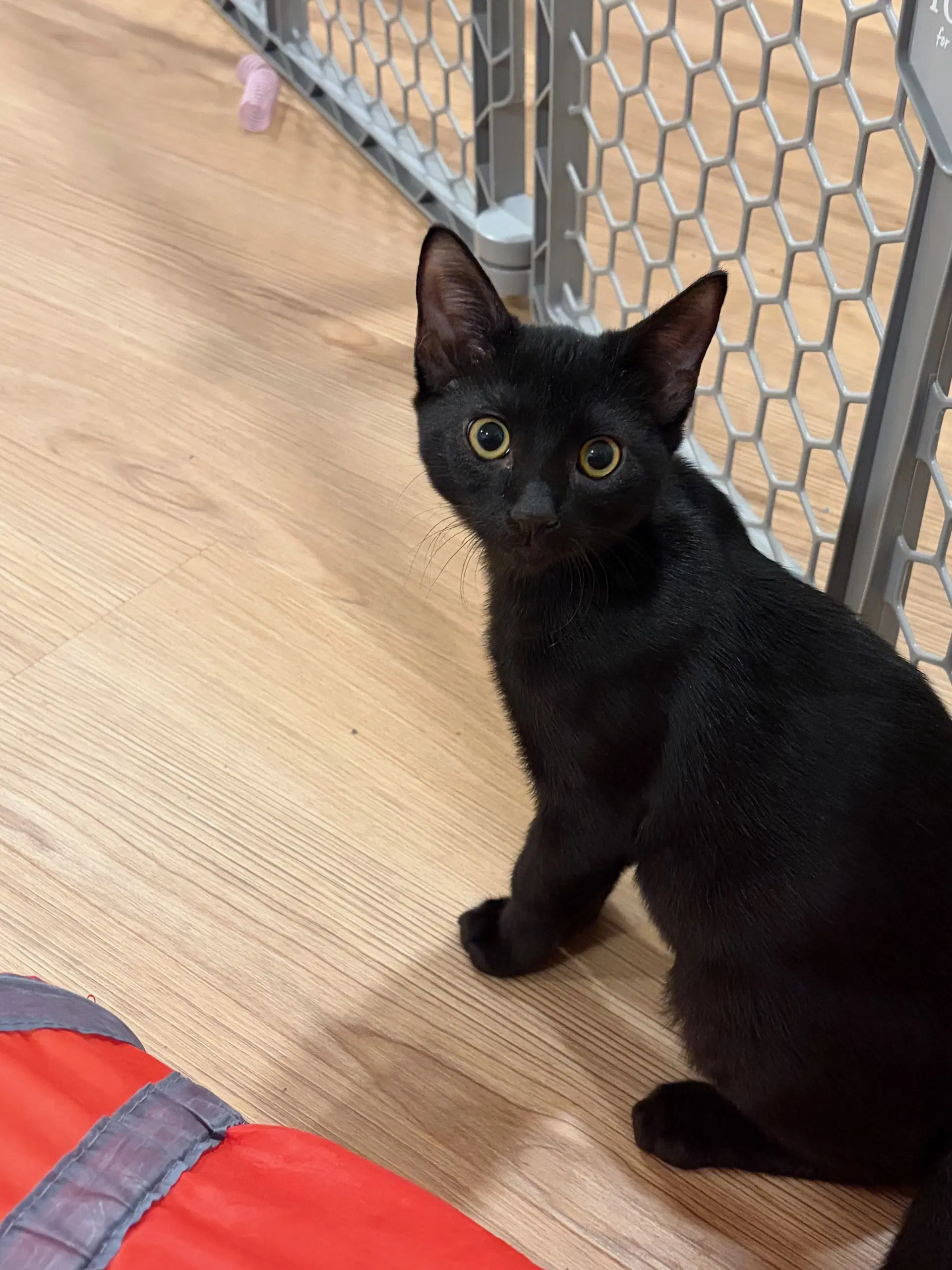 Malcolm  Grant - Domestic Short Hair