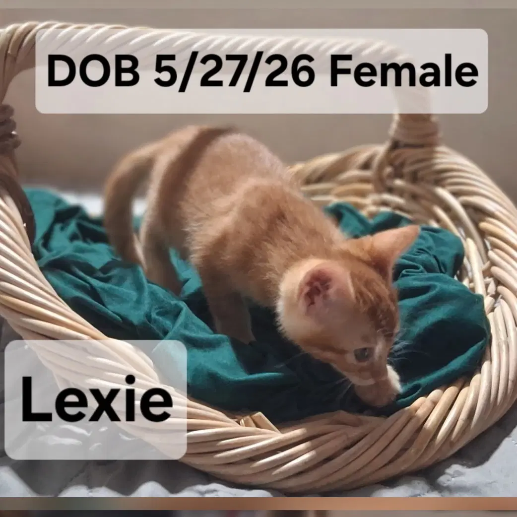 Lexie  Maisie - Domestic Short Hair