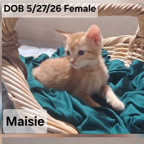picture of the cat needing adoption