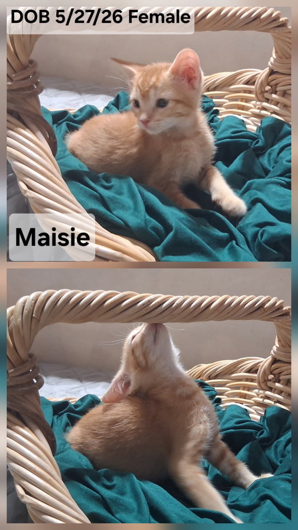 Maisie (& Lexie)