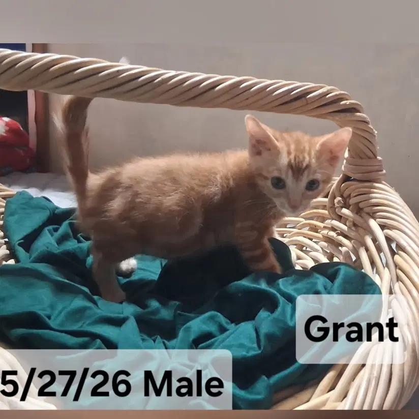 Grant  Sibling - Domestic Short Hair