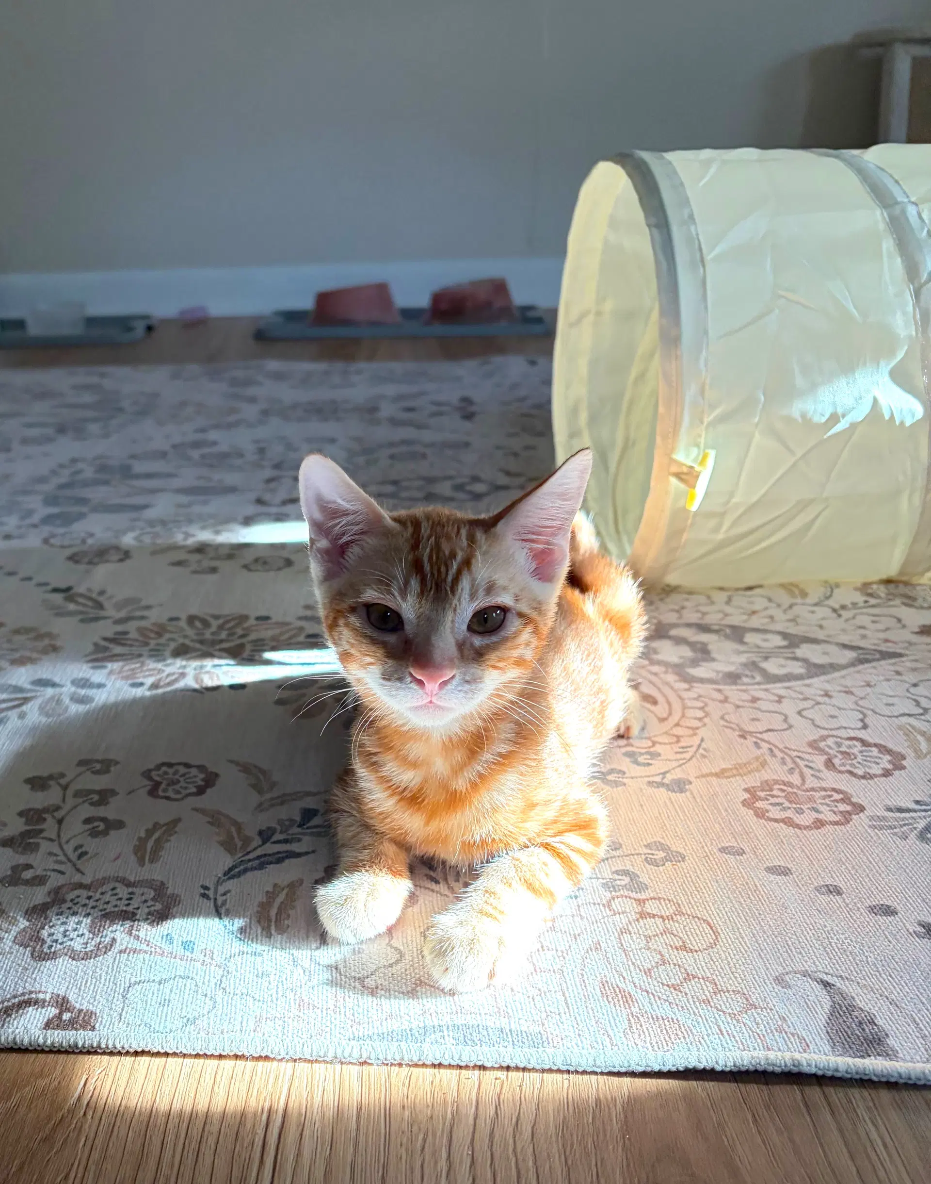 Grant  Malcolm - Domestic Short Hair