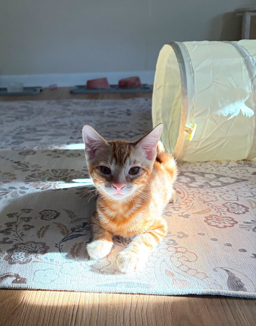 Grant (& Malcolm), a cat for adoption from Angus & Friends, Inc
