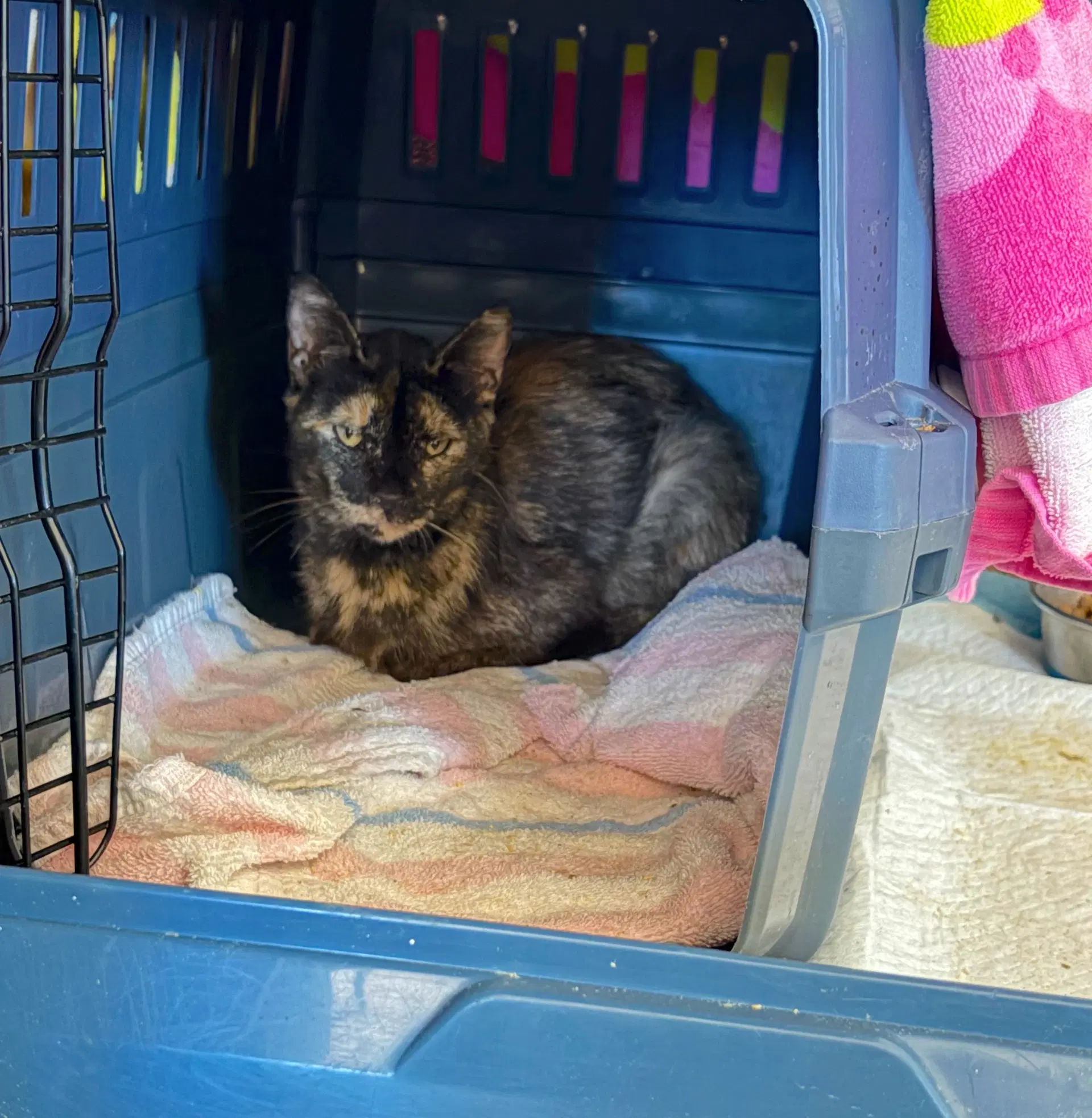 Felicia - Domestic Short Hair
