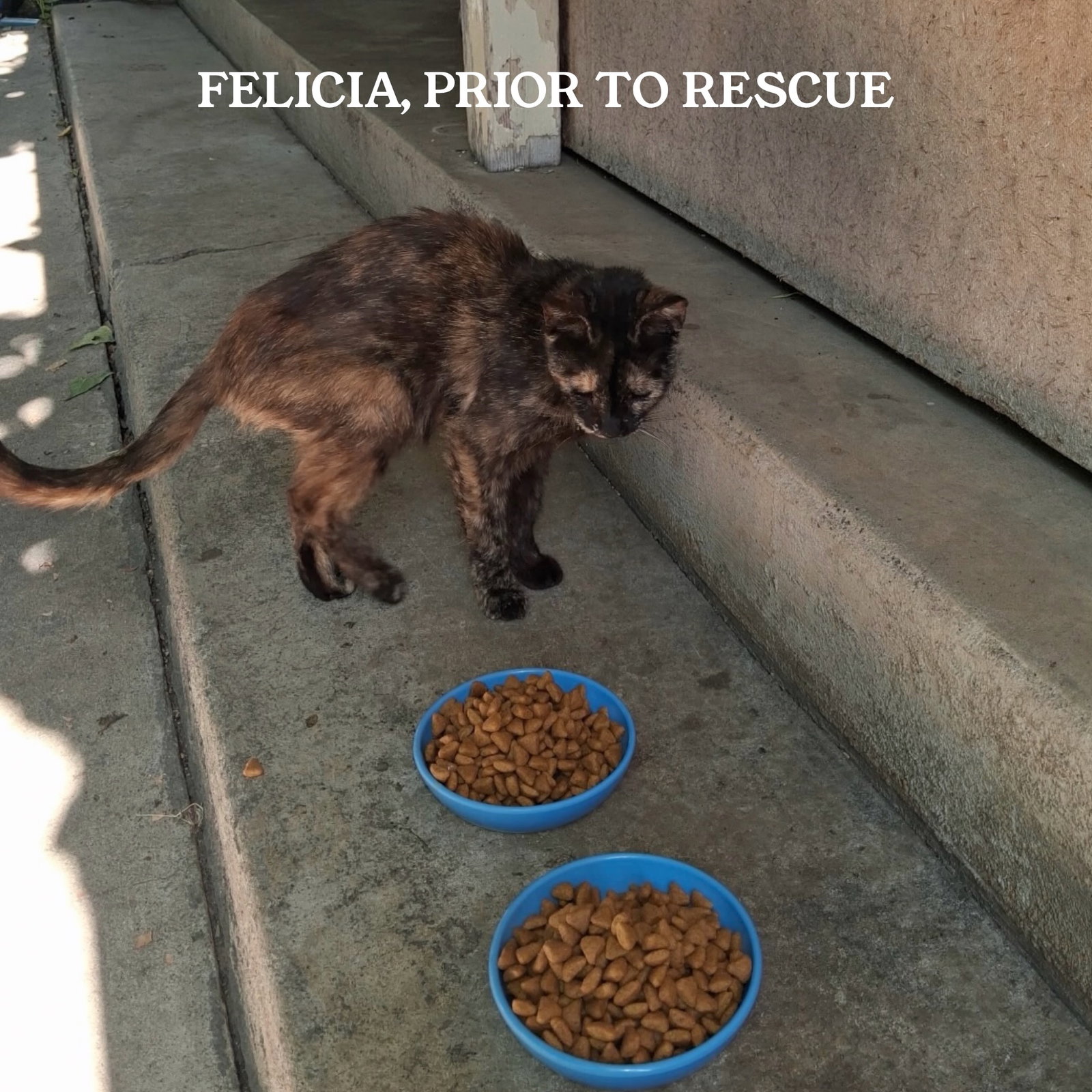 Felicia, photo 4