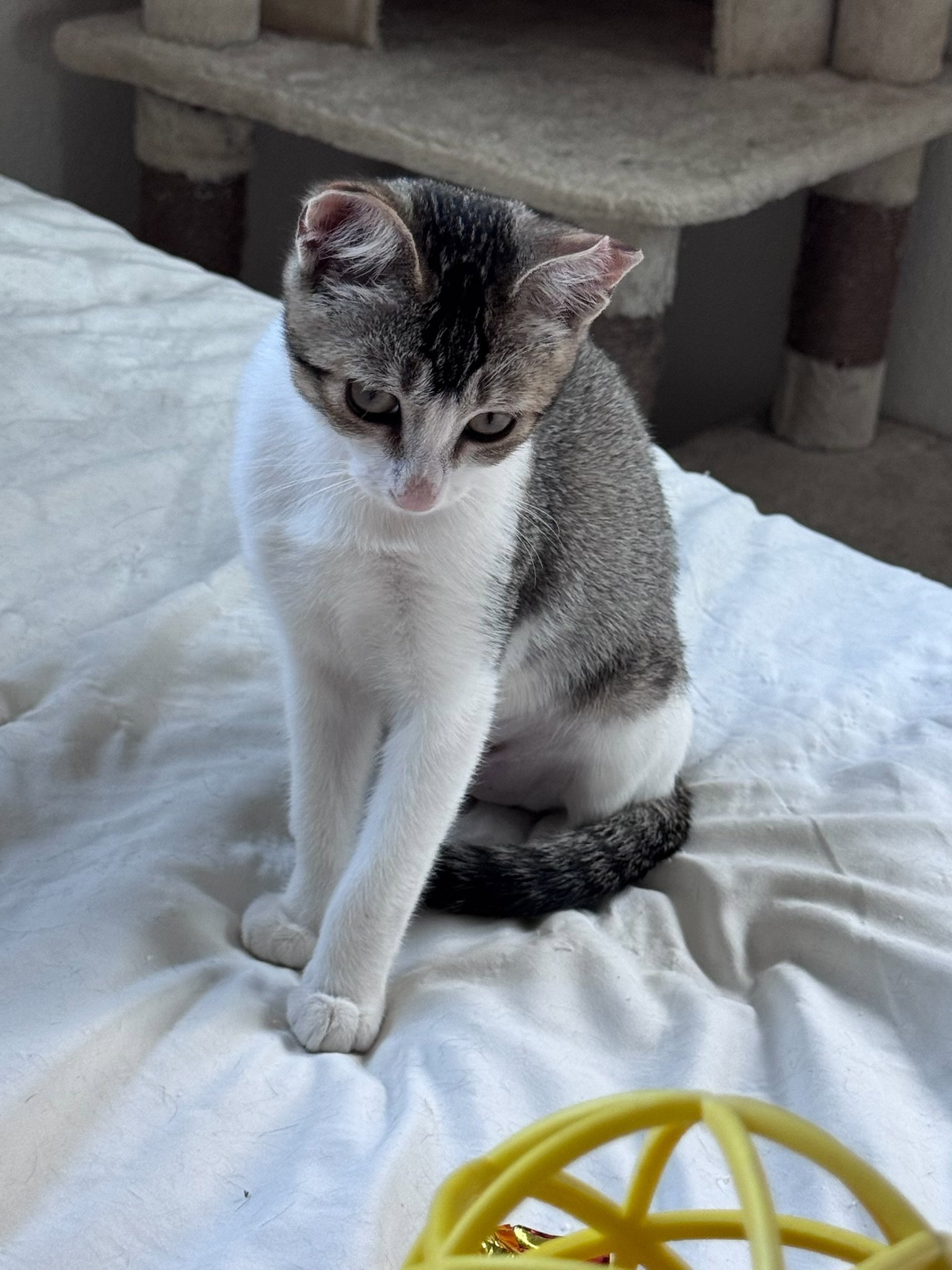 Precious, photo 3