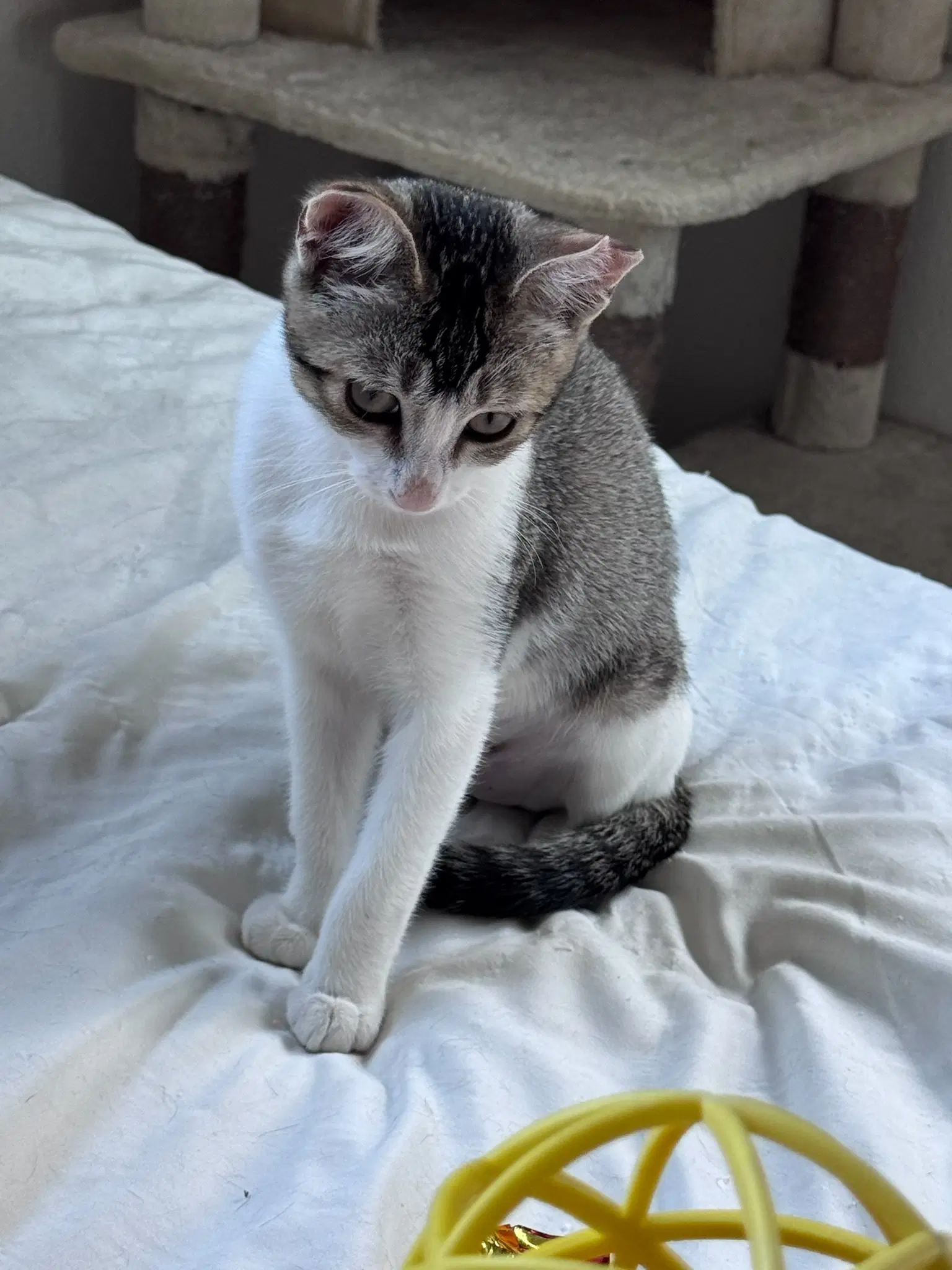 Precious - Domestic Short Hair