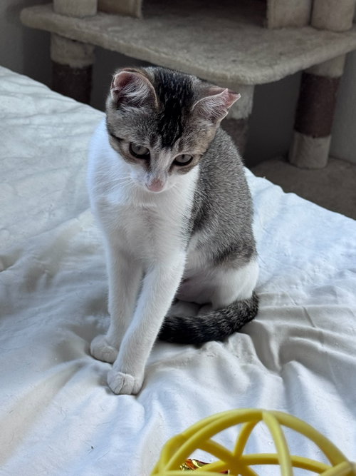 Precious, a cat for adoption from Angus & Friends, Inc