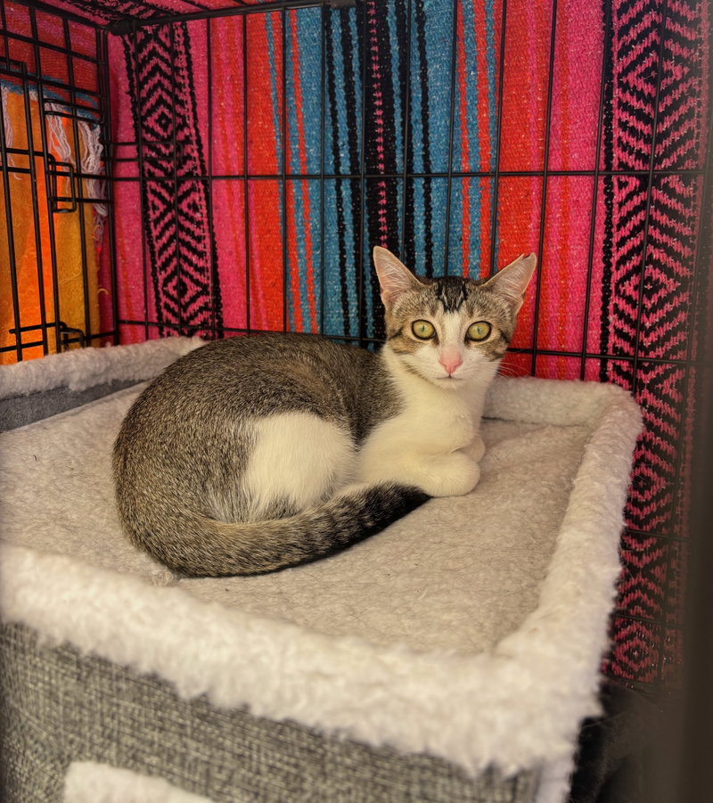 Precious, a young female cat up for adoption