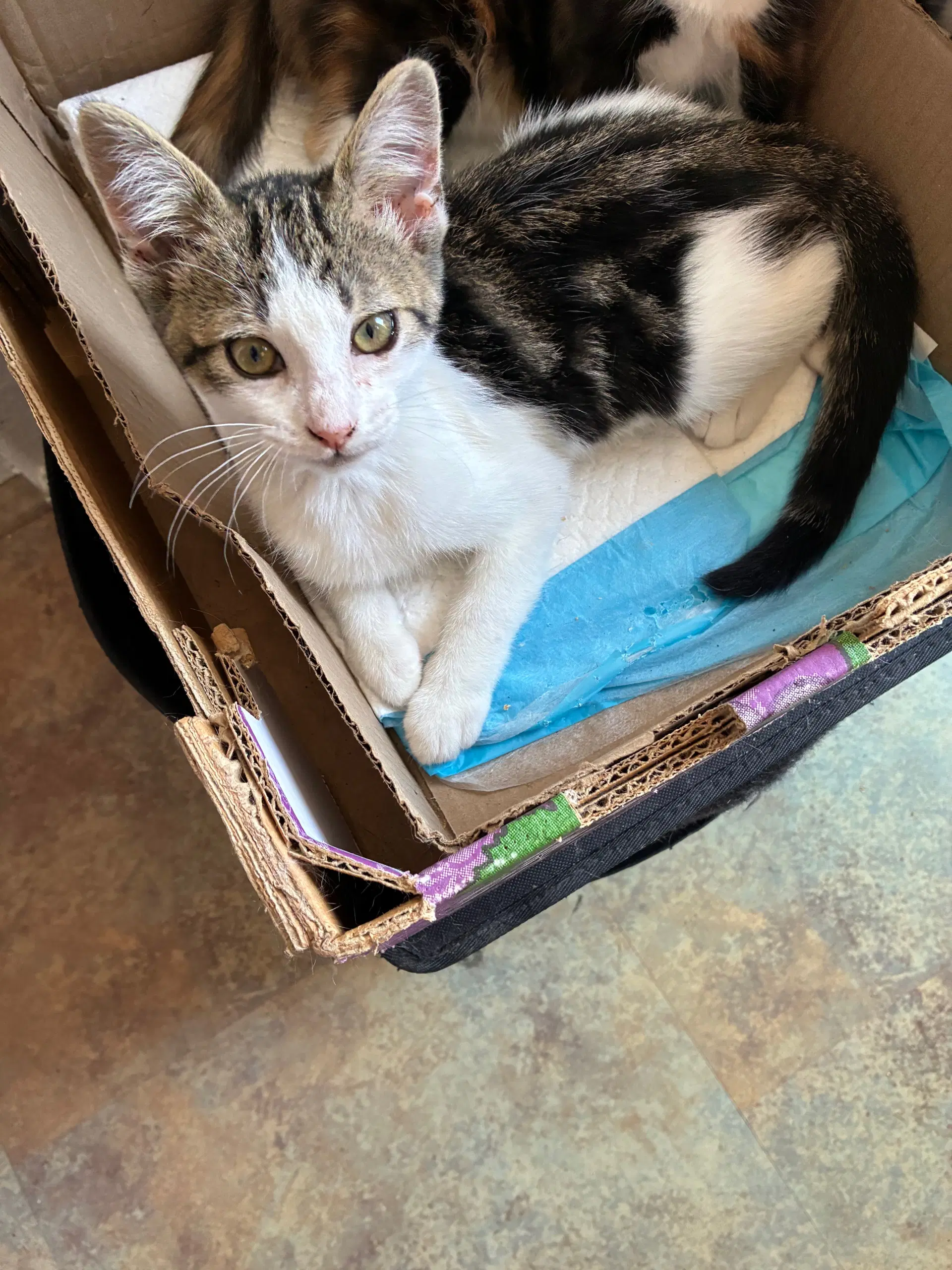 Adonis  Apollo - Domestic Short Hair