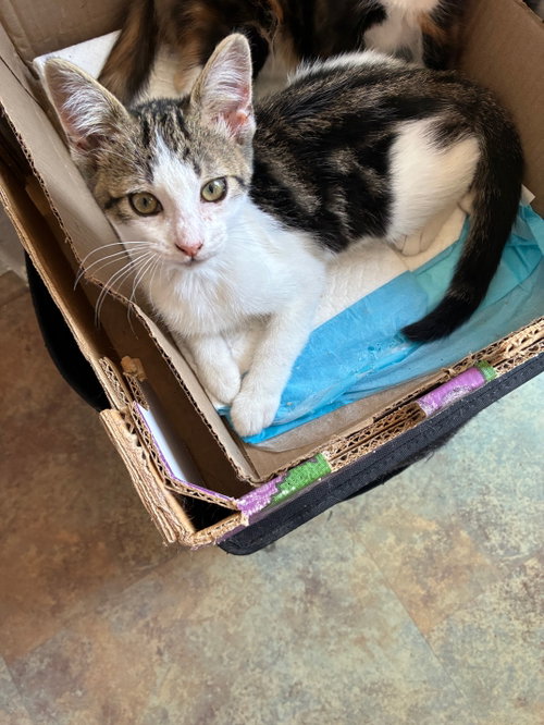 Adonis (& Apollo), a cat for adoption from Angus & Friends, Inc
