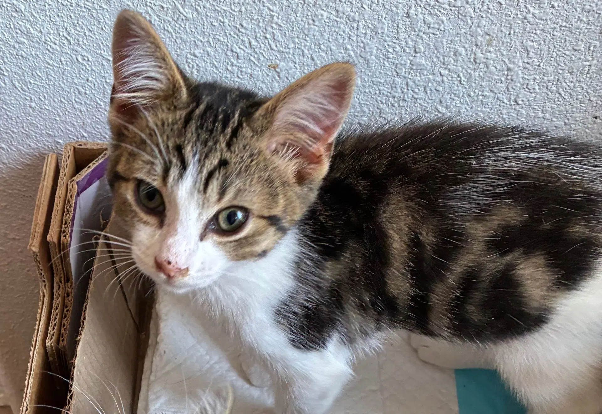 Apollo  Adonis - Domestic Short Hair
