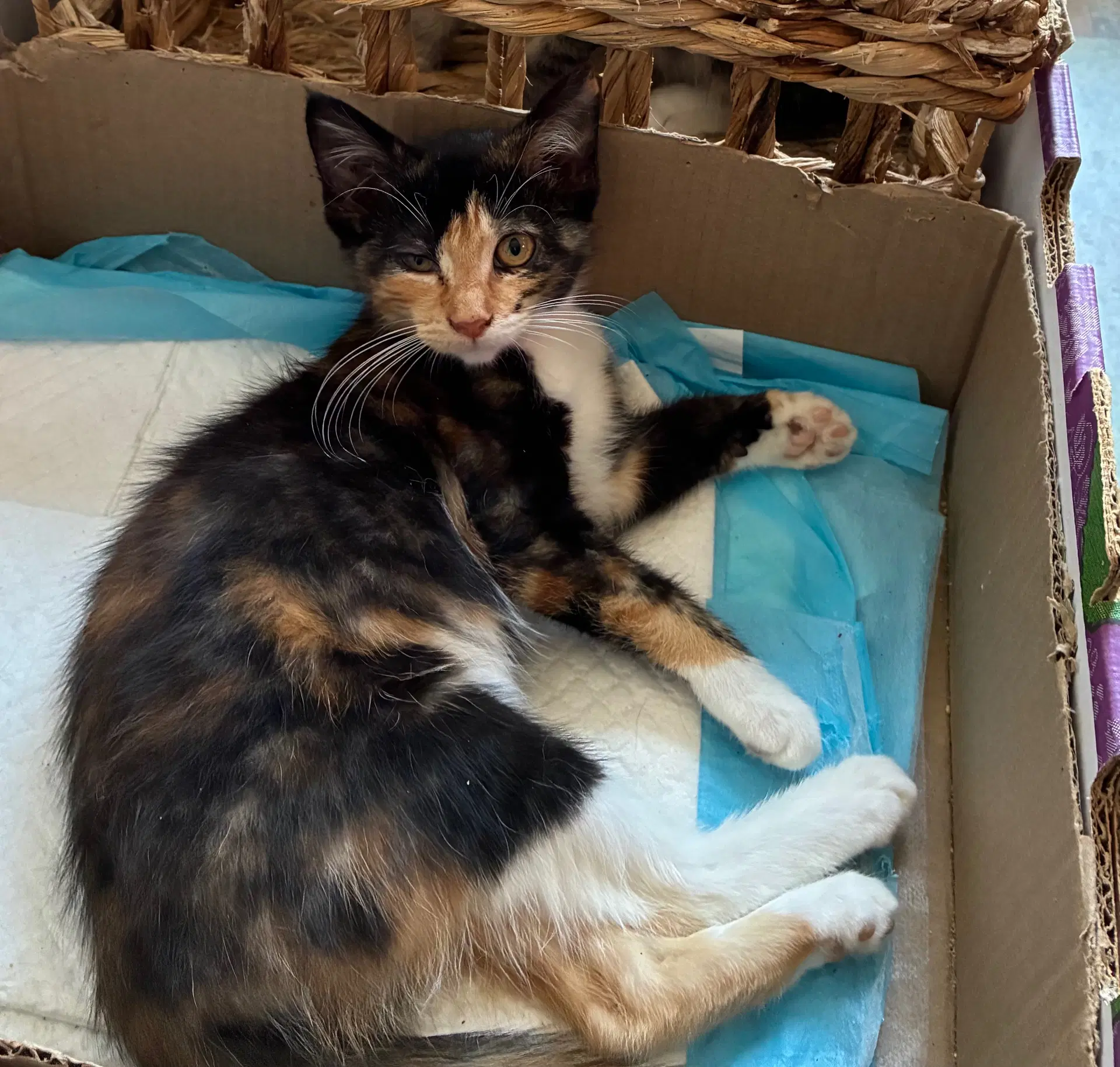 Aurora  Amor - Domestic Short Hair