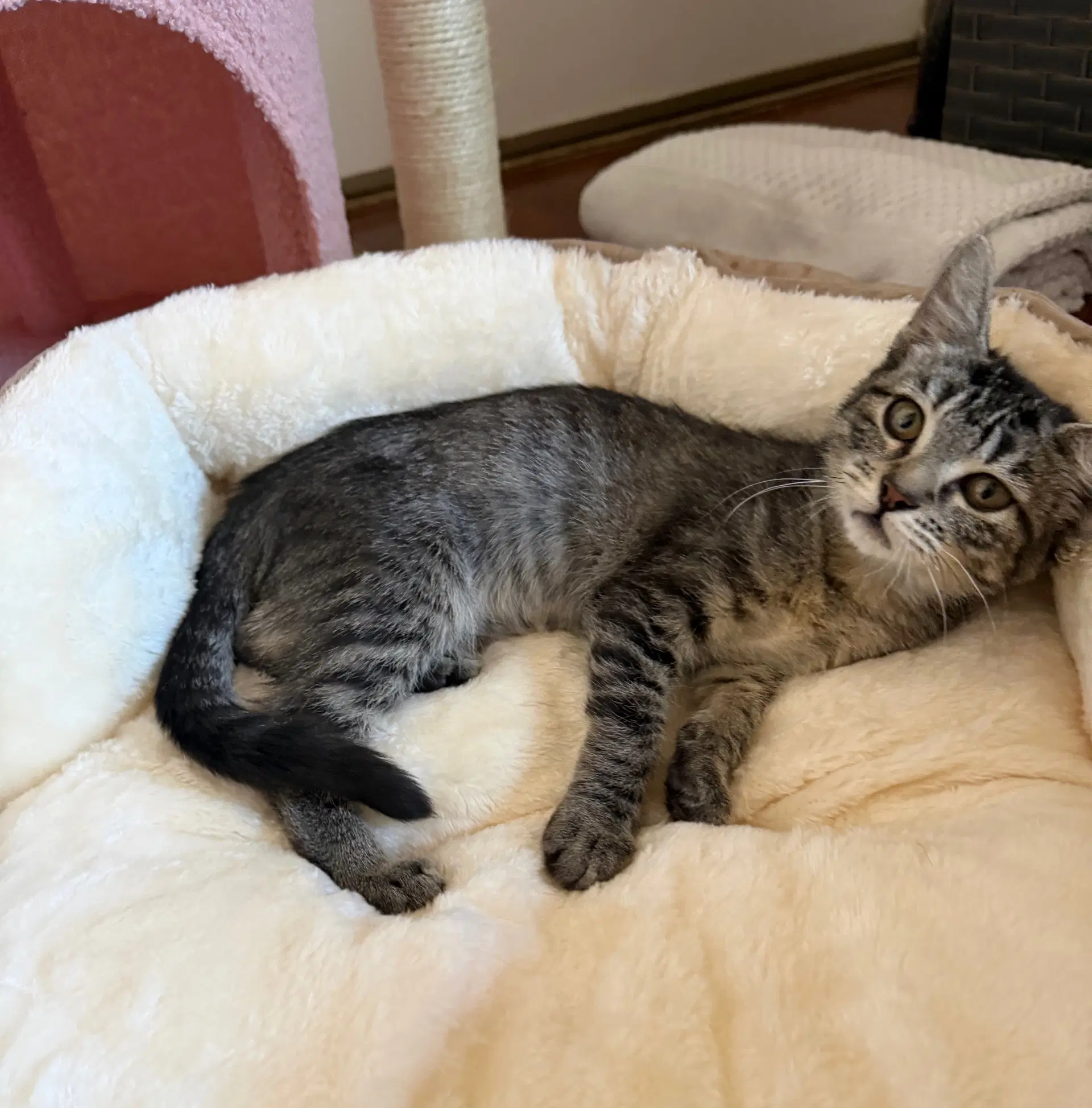 Willow  Edward - Domestic Short Hair