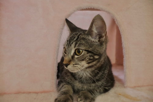 Photo 2 of Milo (& Mary Paige)
