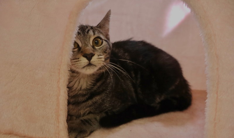 Milo, photo 7