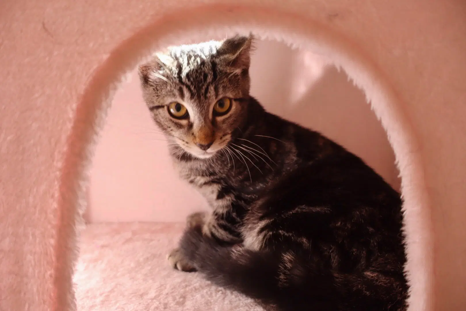 Milo  Mary Paige - Domestic Short Hair
