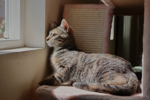 Photo 5 of Callie (& sibling)