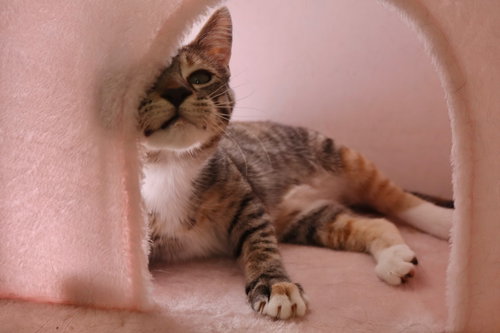 Photo 3 of Callie (& sibling)