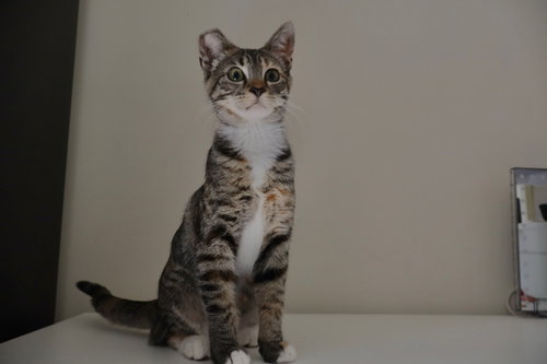 Photo 6 of Callie (& sibling)