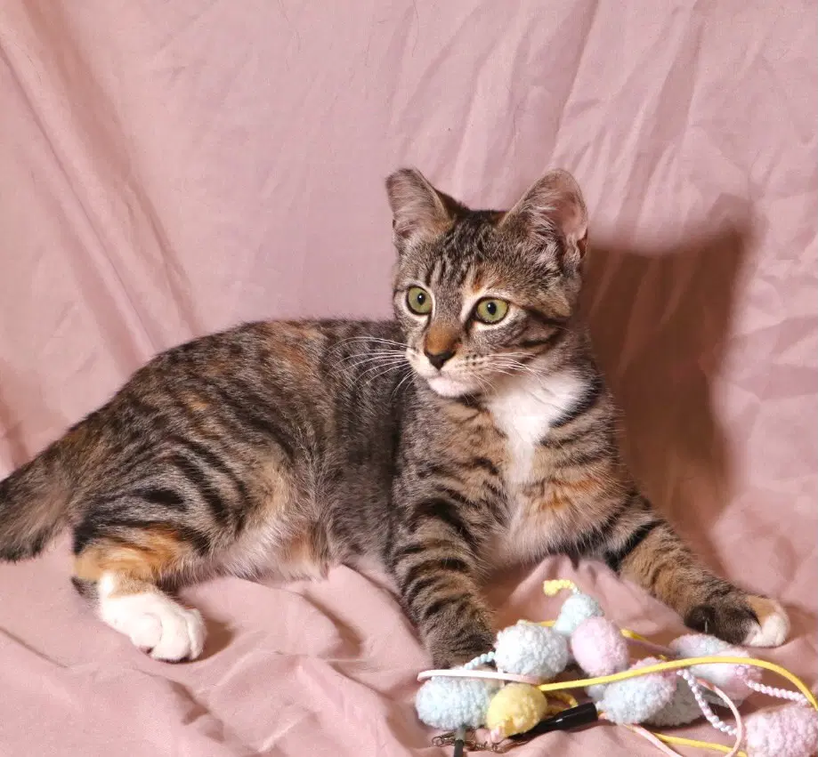 Callie  Sibling - Domestic Short Hair