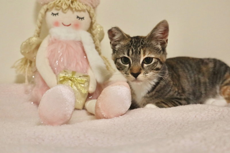 Callie, photo 8