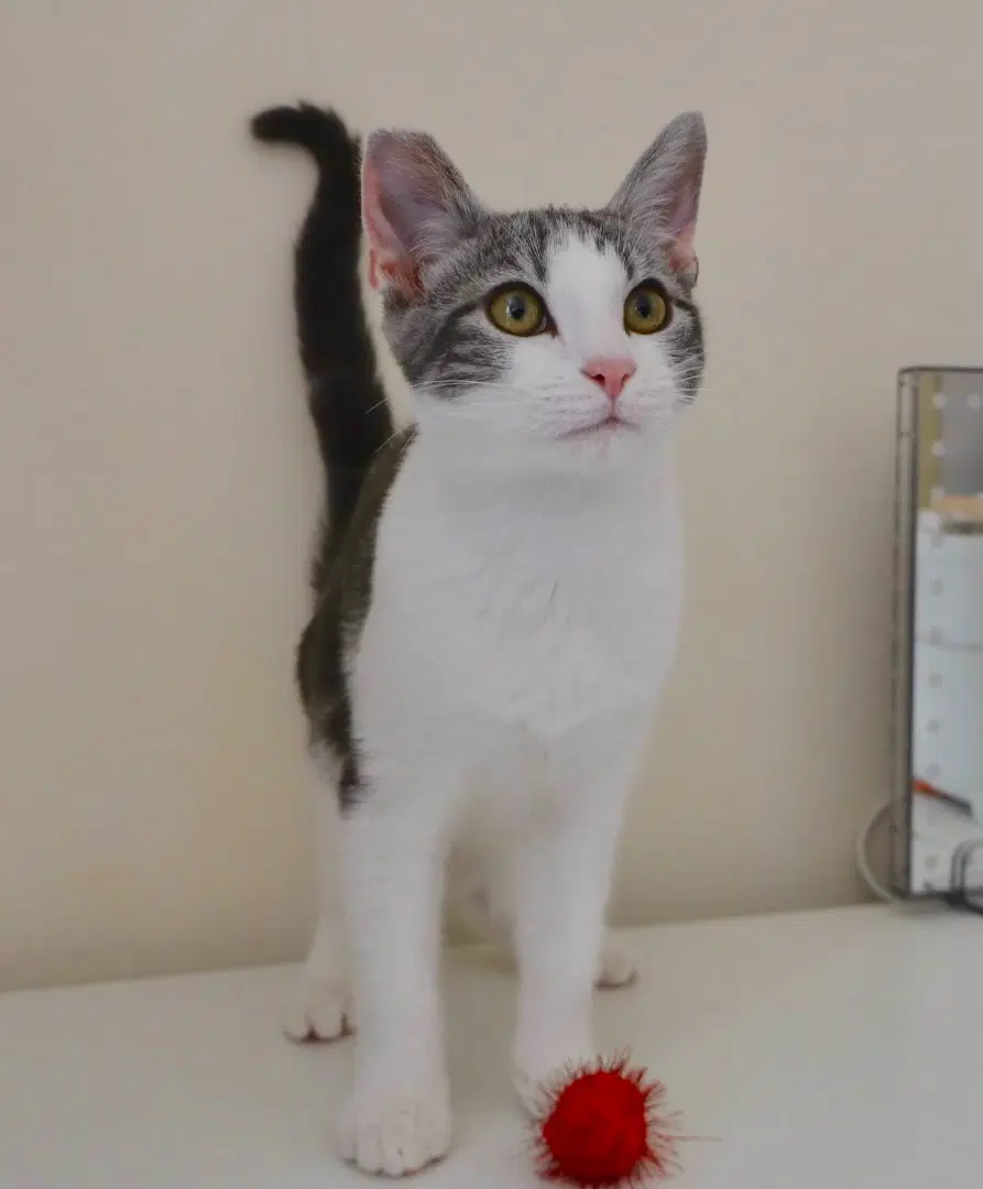 Mary Paige  Milo - Domestic Short Hair