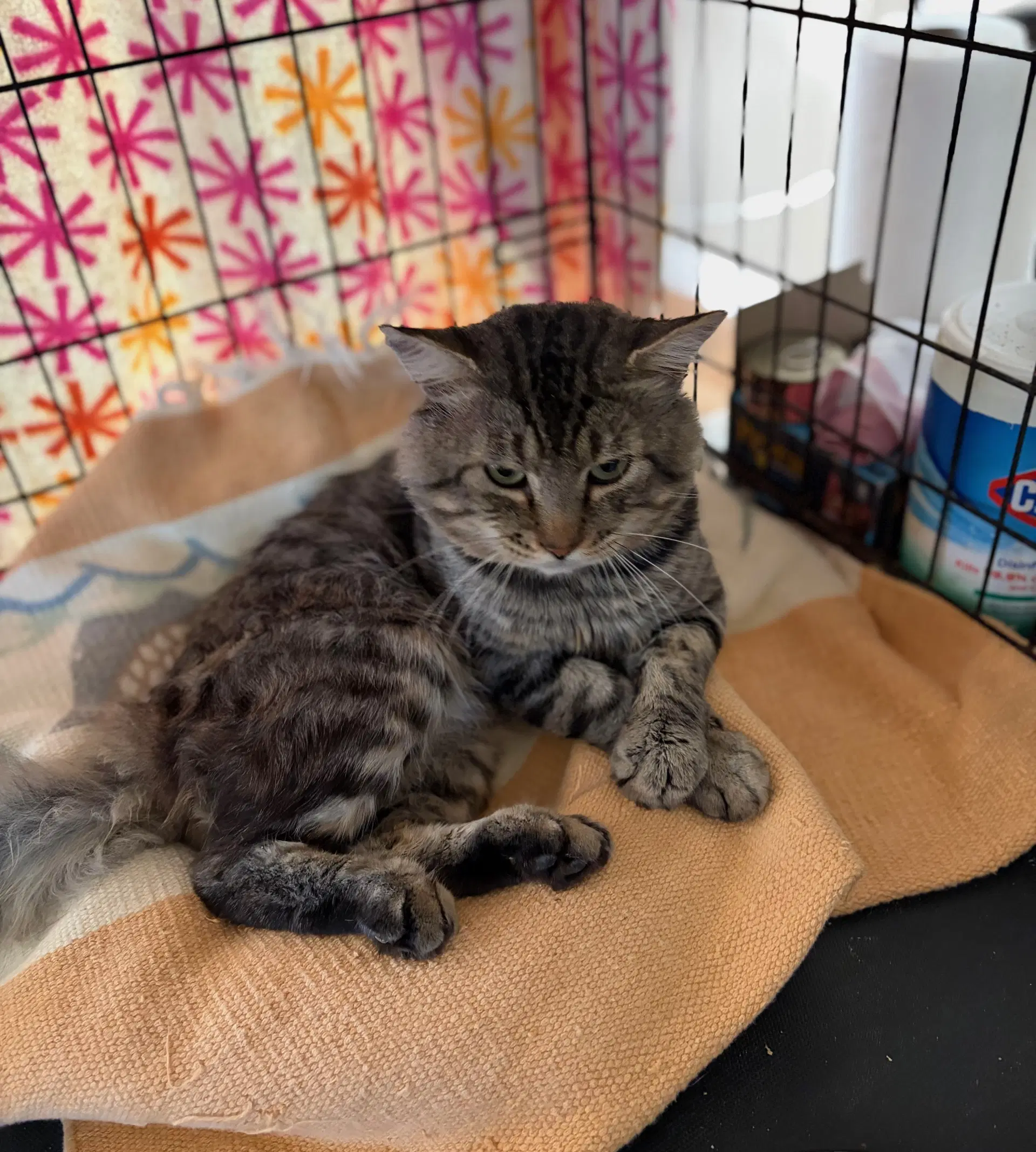 Aloisius - Domestic Short Hair