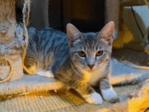 Zelda (& Ziggy), a cat for adoption from Angus & Friends, Inc
