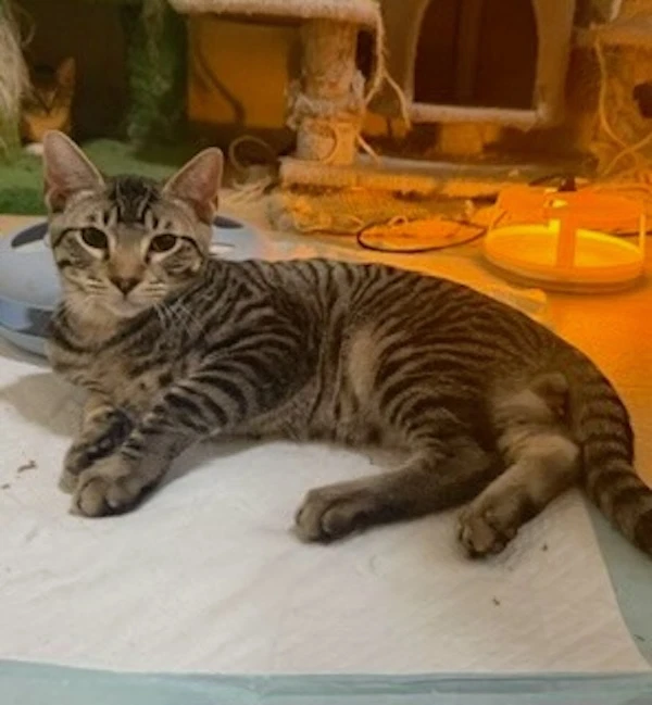 Ziggy  Zelda