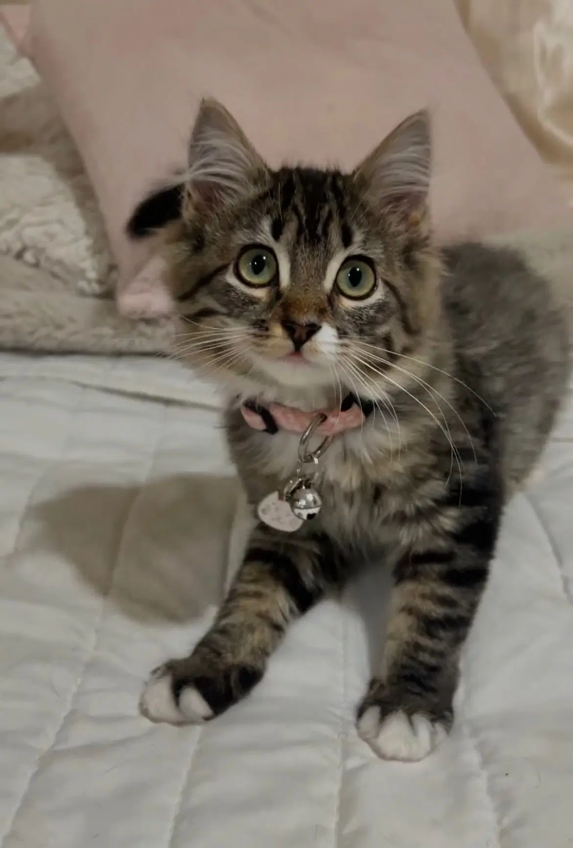 Tink  Sibling image 1