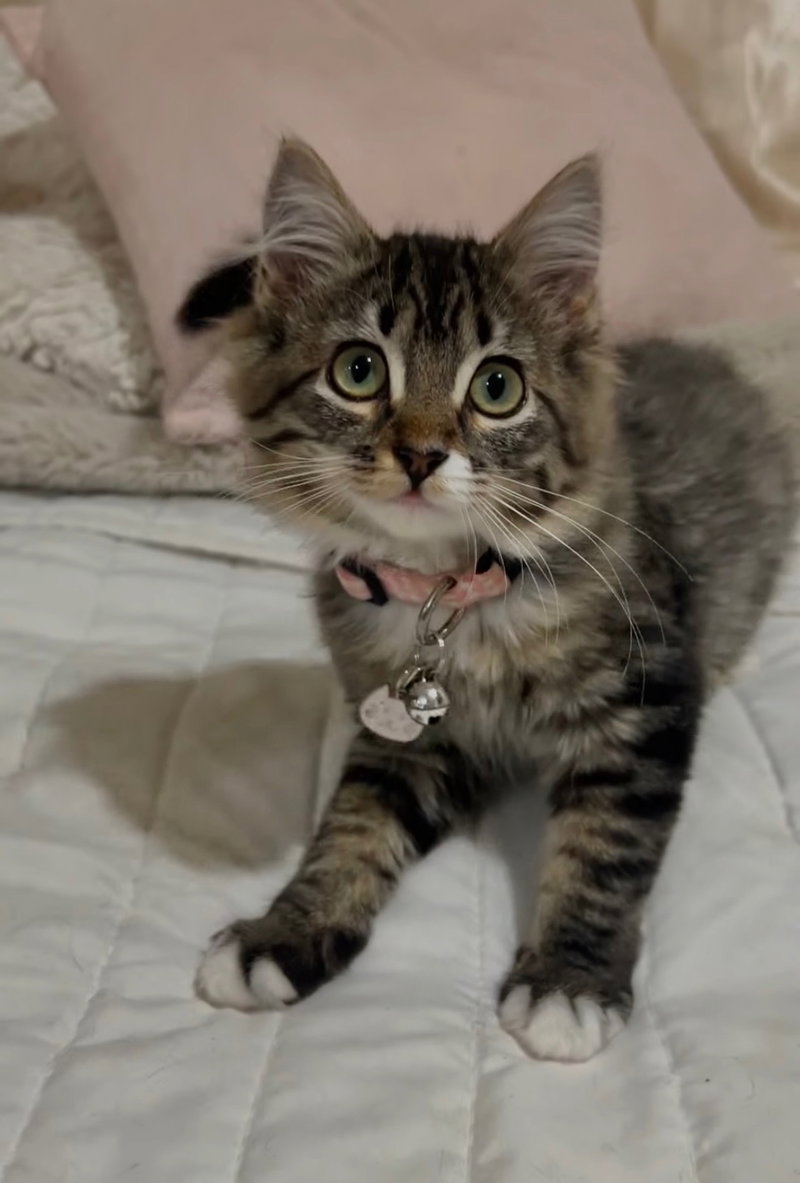 Tink, a young female cat up for adoption