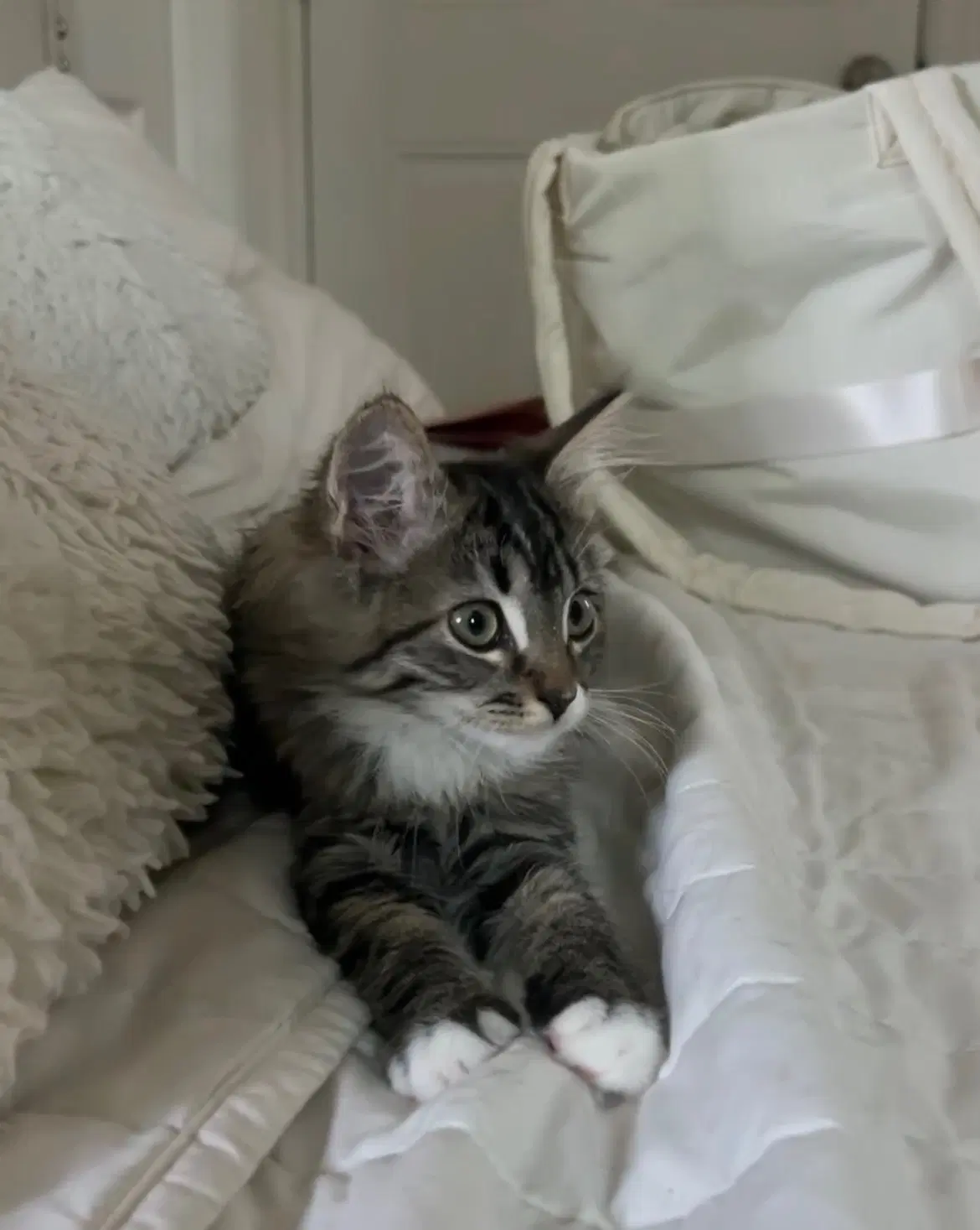 Tink  Sibling image 3