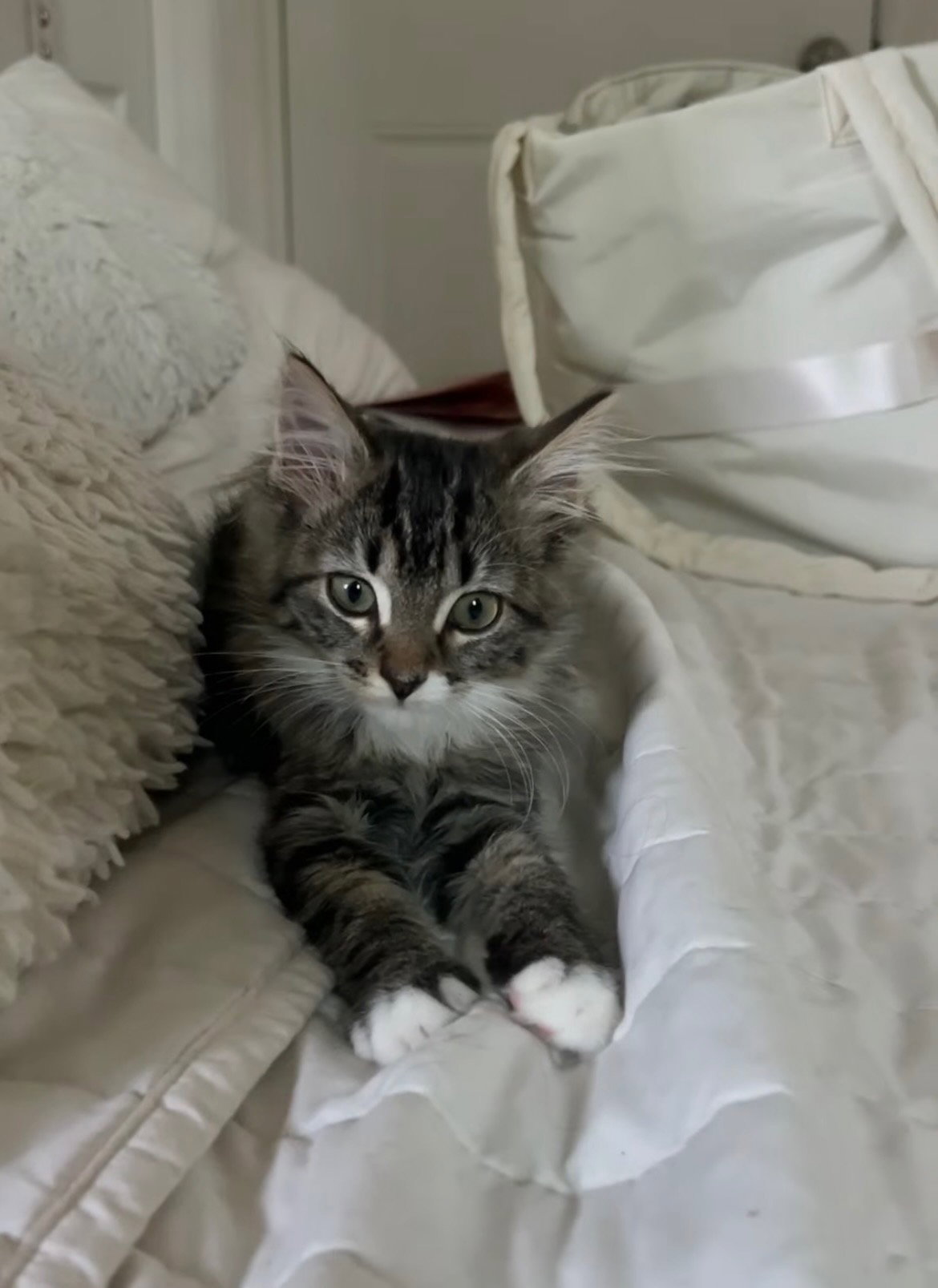 Tink (& sibling), photo 4
