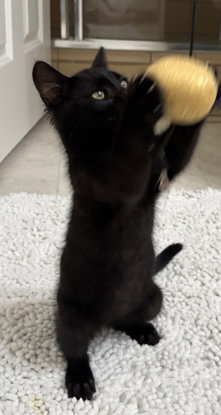 Ollie, photo 2