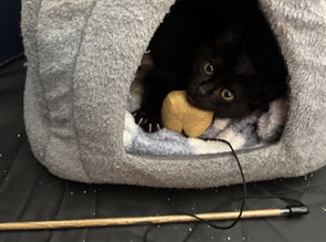Ollie, photo 5