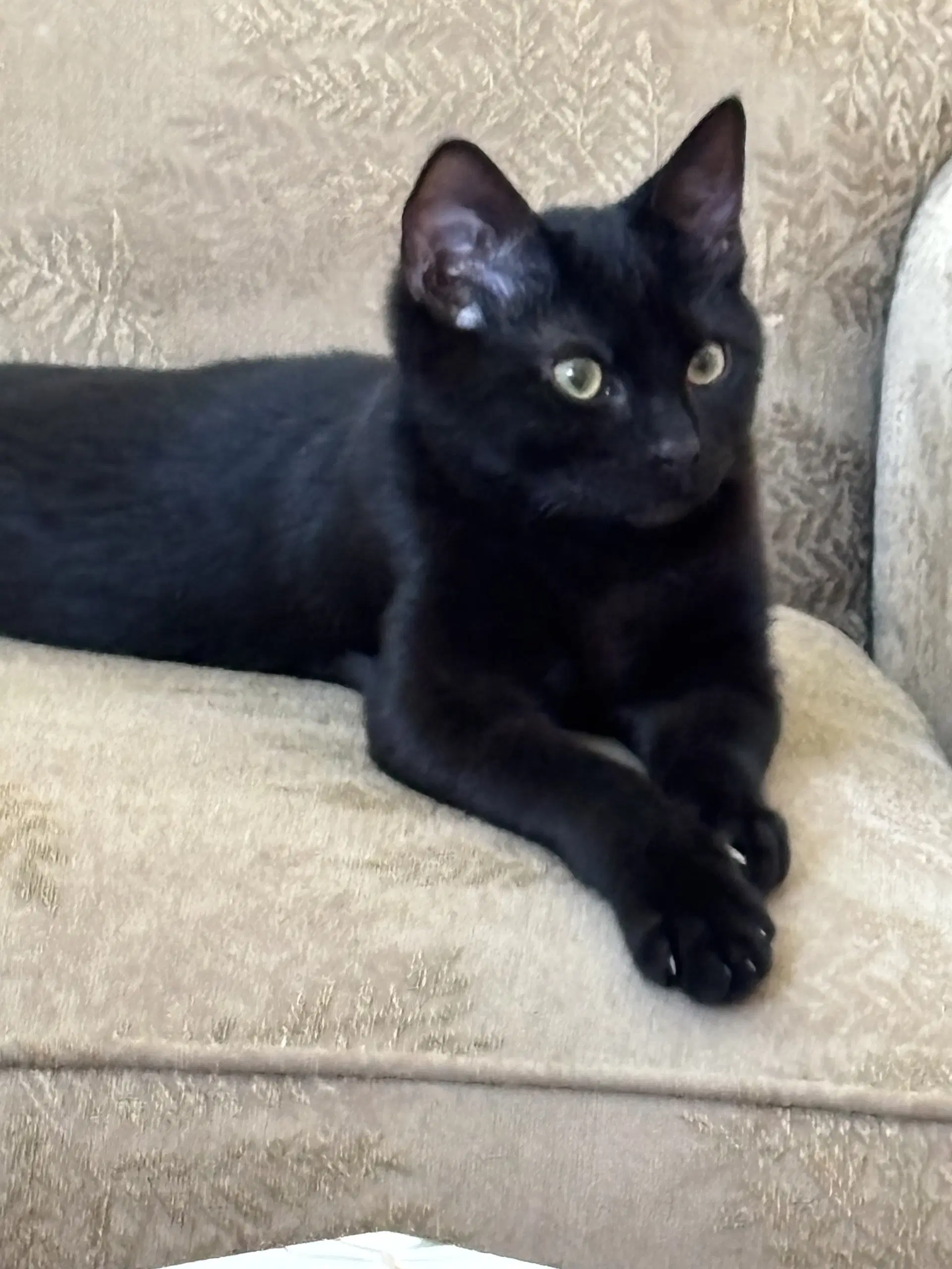 Ollie - Domestic Short Hair