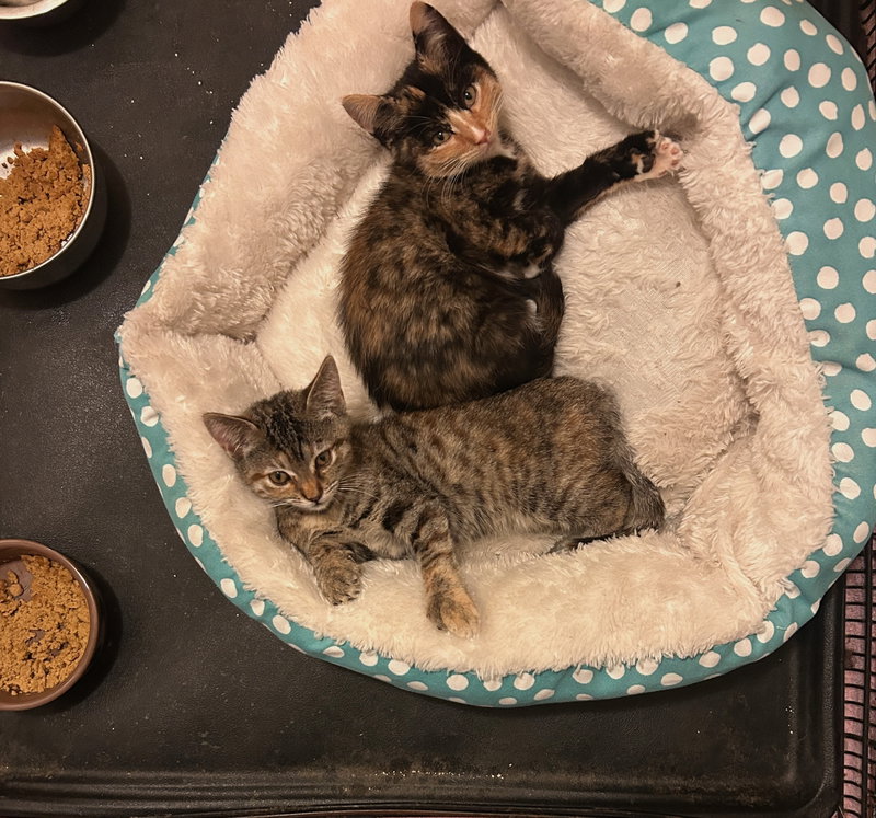 Six, a young female Extra-Toes Cat (Hemingway Polydactyl) cat up for adoption